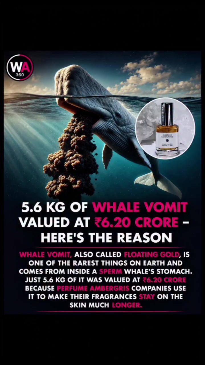 The Truth About Whale Vomit: Ambergris’ Role in Luxury Perfumes