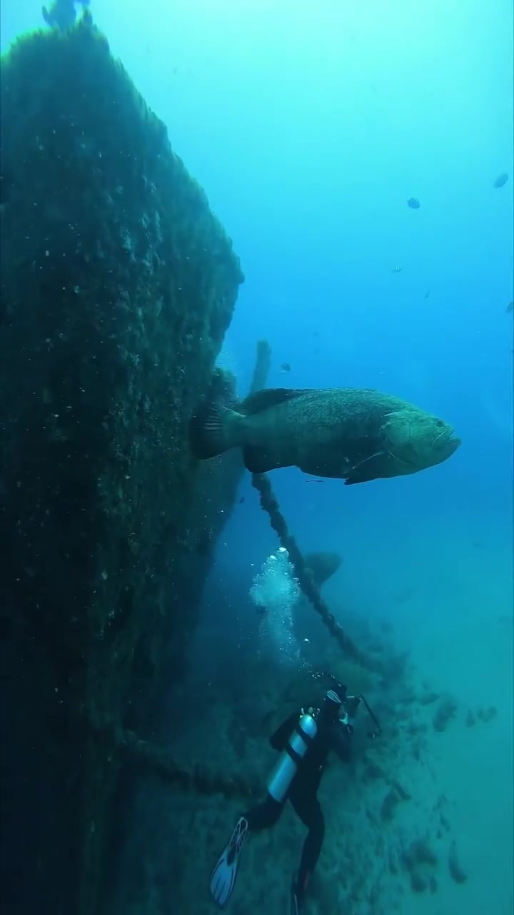 Diver's Close Encounter with Large Grouper
