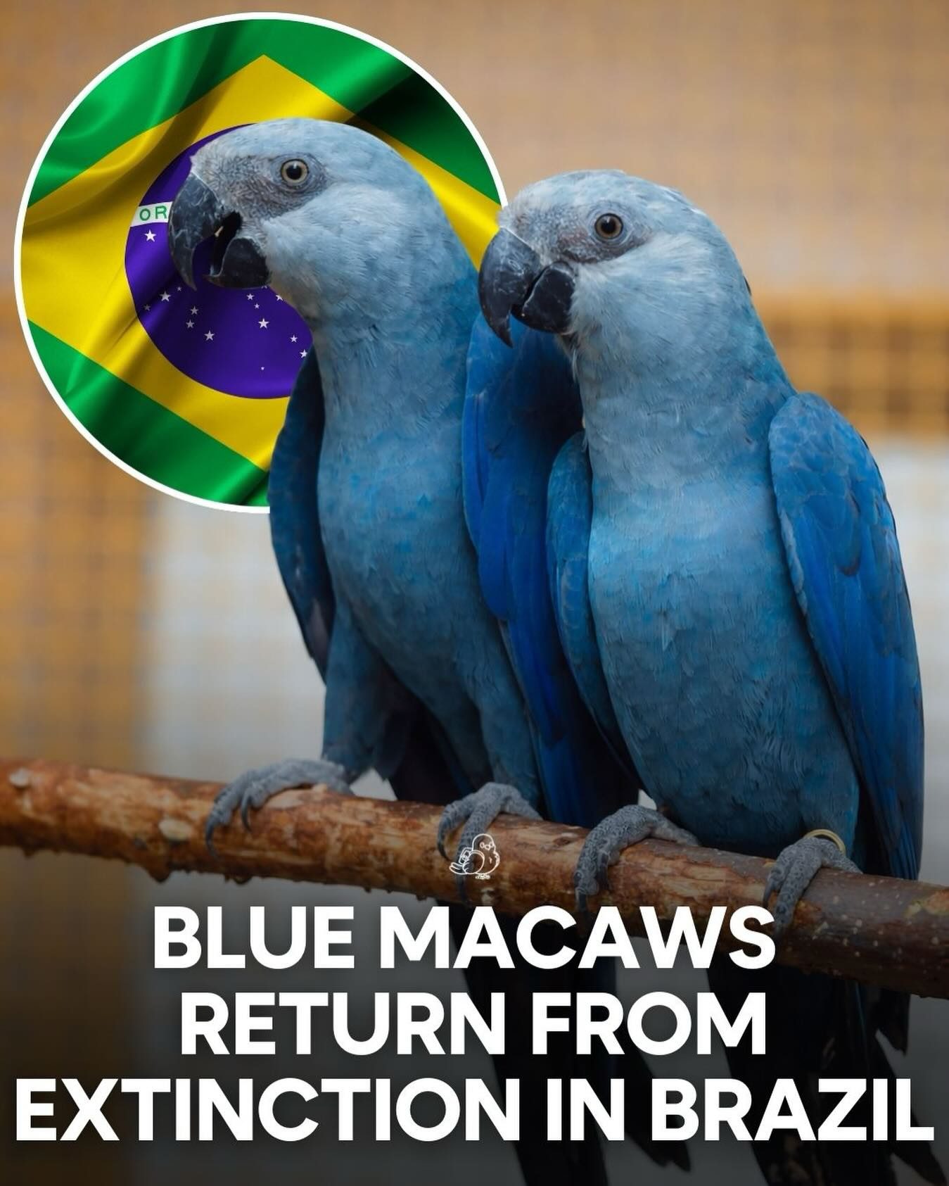 The Spix's Macaw's Triumphant Return to Brazil