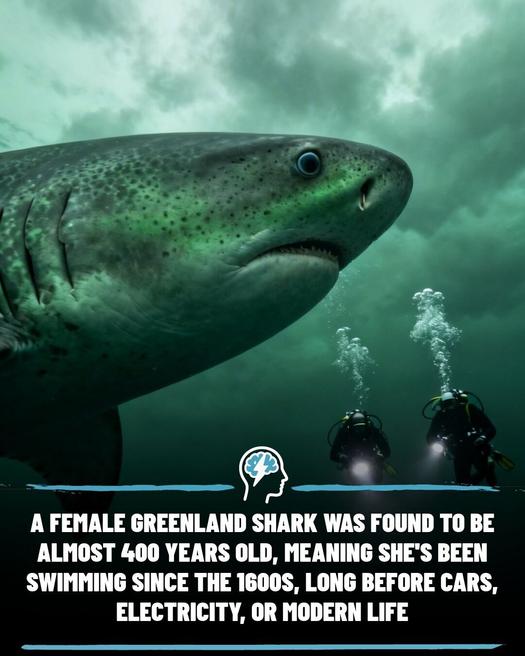 The Secrets of Greenland Sharks' 400-Year Lifespan
