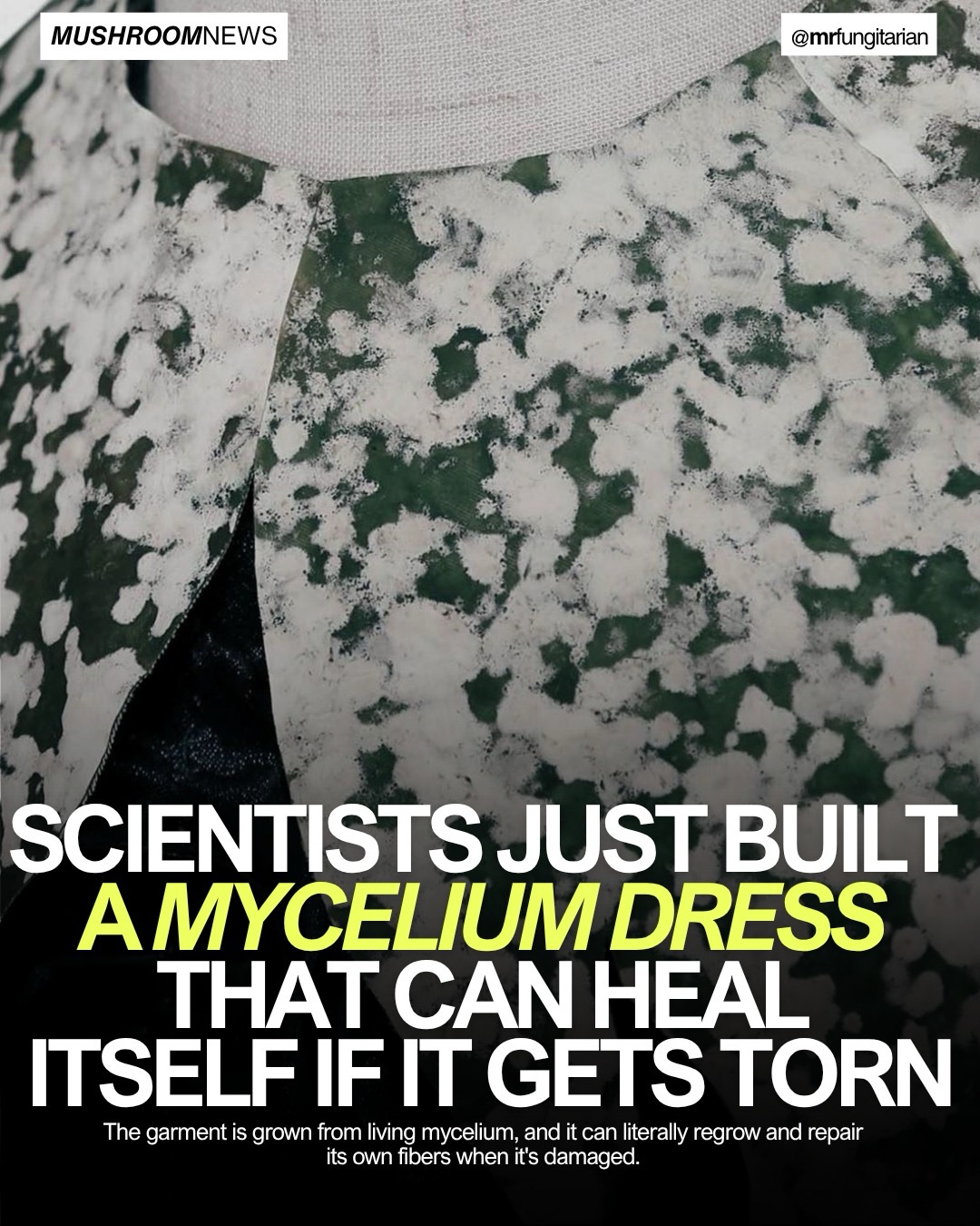 The Future of Fashion: Mycelium Dresses That Repair Themselves