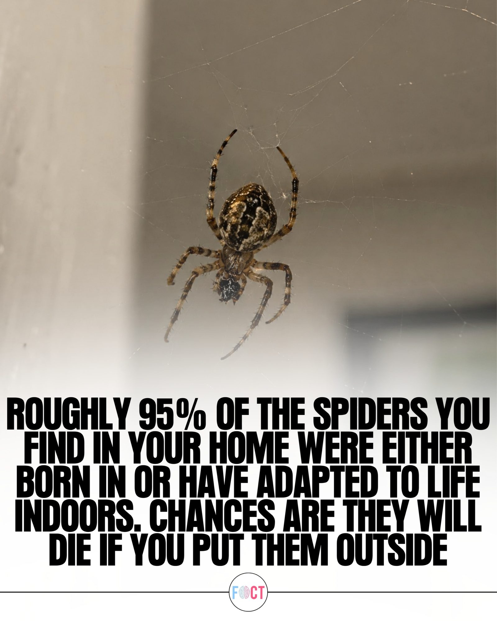 The Truth About House Spiders: Indoor Adaption