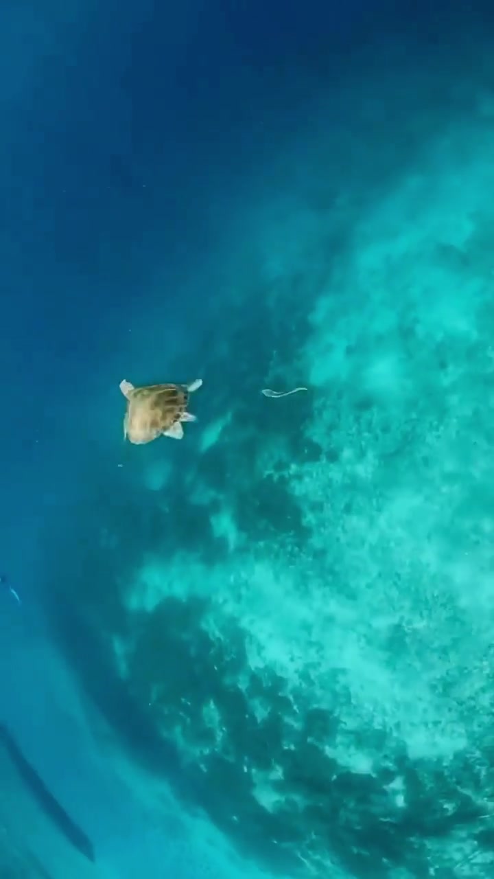 Sea Turtle Swimming in Clear Blue Water