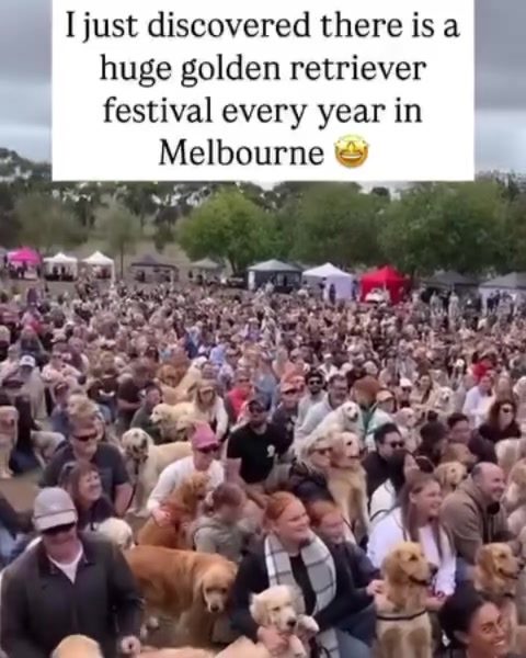 The Ultimate Guide to Melbourne's Golden Retriever Festival