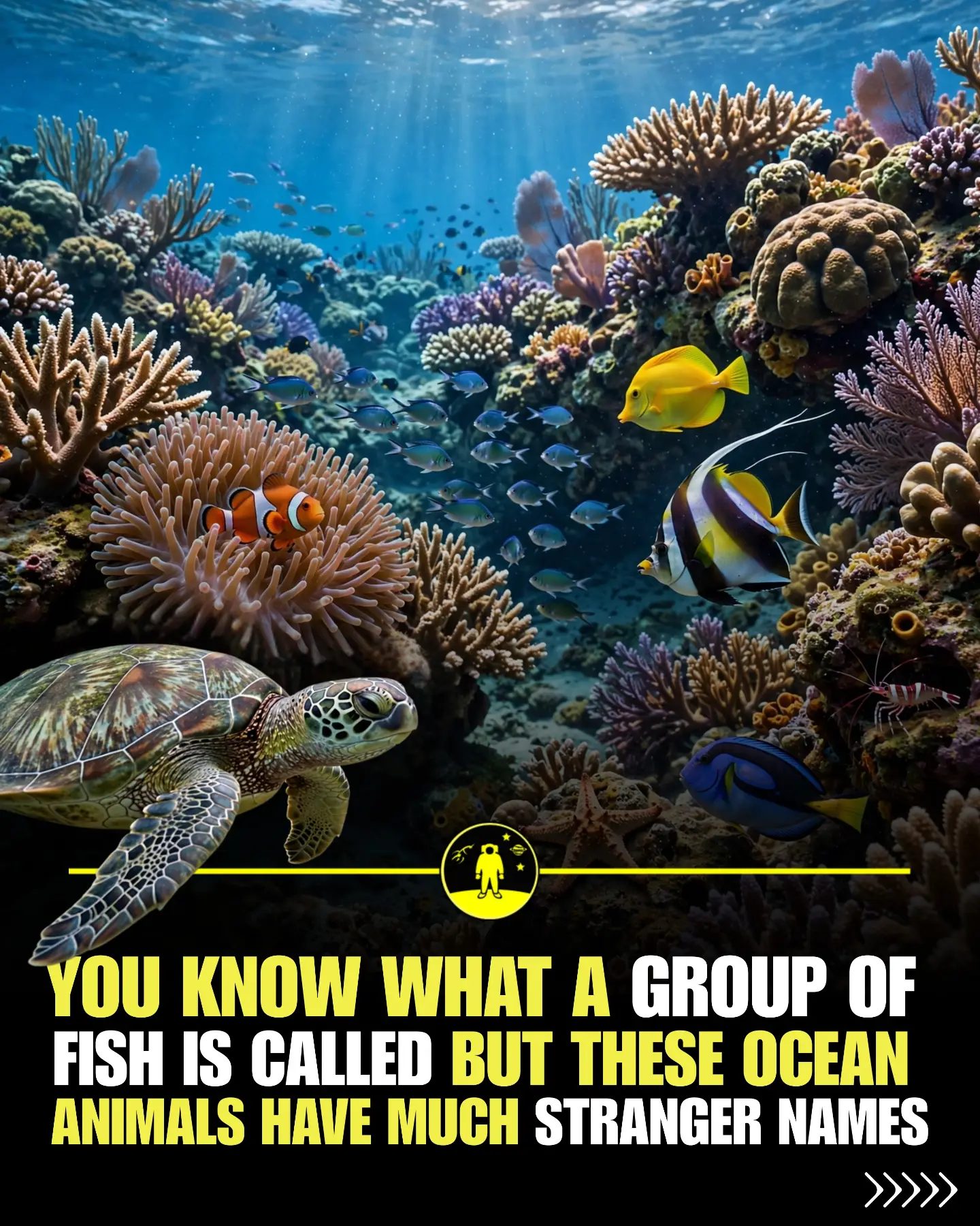 Unusual Group Names of Ocean Creatures