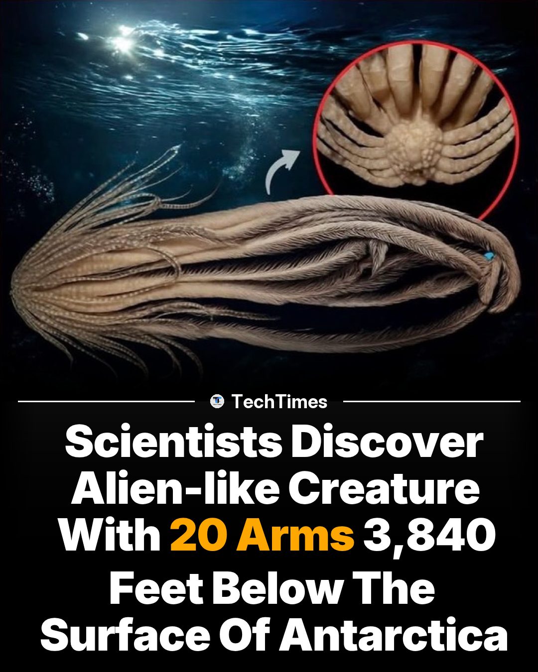 Deep Sea Creature With 20 Arms Found in Antarctica