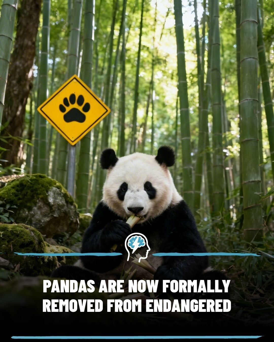 Pandas Upgraded: From Endangered to Vulnerable in 2025