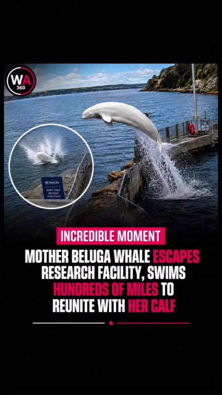 Beluga Whale's Incredible Journey to Reunite with Calf