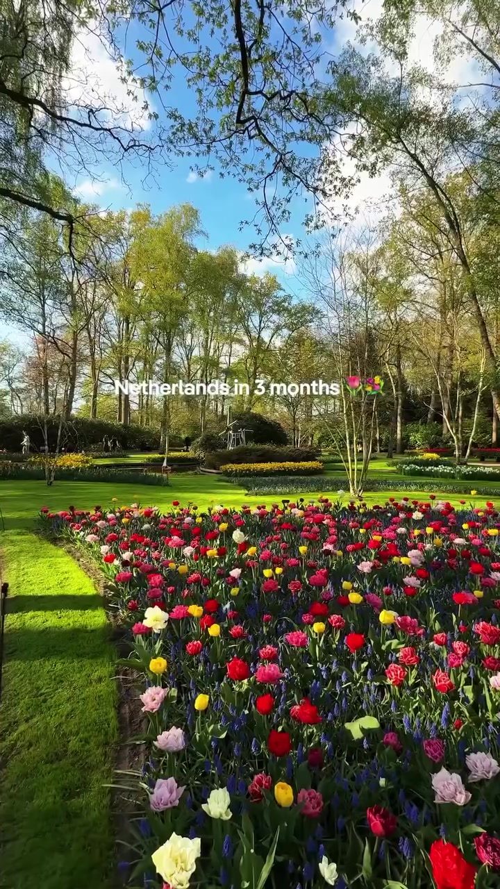 Tulip Season in the Netherlands: Best Places to See Blooms