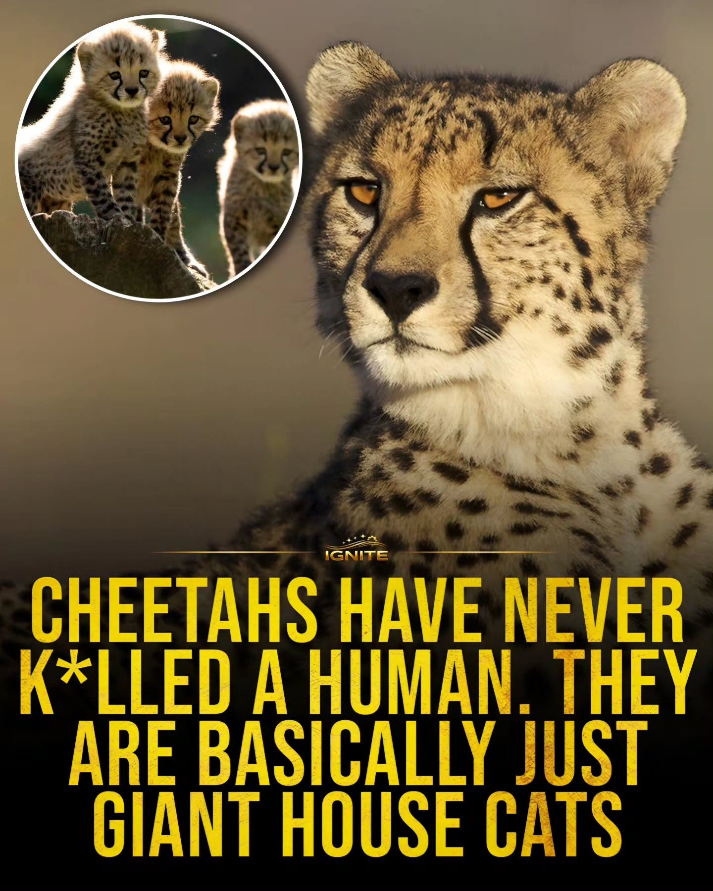 Cheetahs: Gentle Giants or Fierce Hunters?