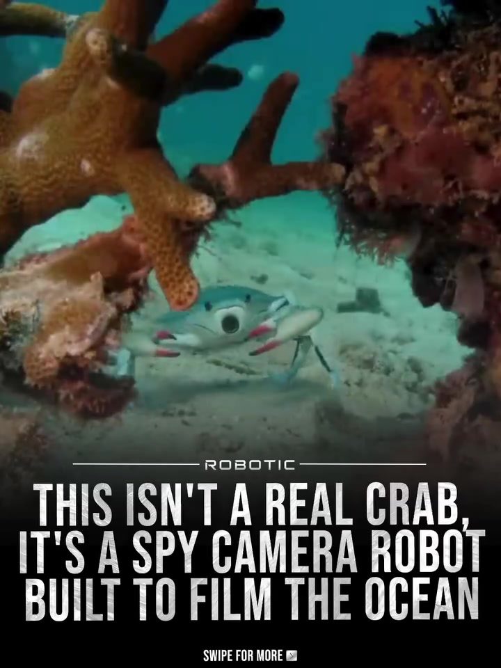 Spy Camera Robots Revolutionize Ocean Research