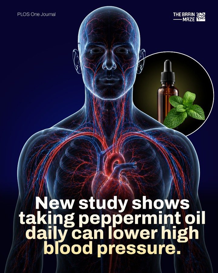 Peppermint Oil: Natural Way to Lower Blood Pressure