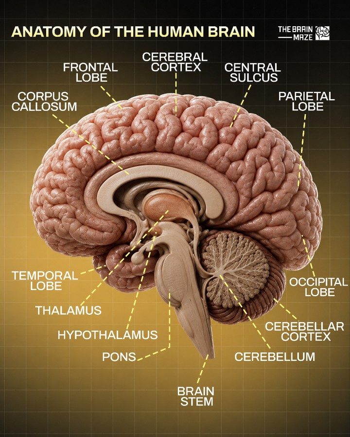 The Brain Maze: Key Anatomical Structures Explained