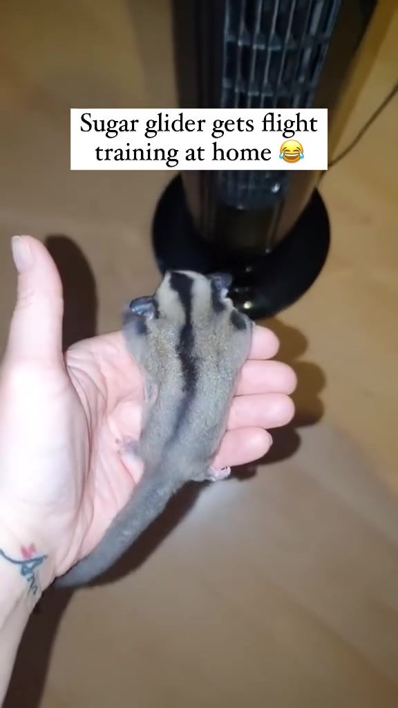 Sugar Glider Flight Training: Enhancing Skills Safely