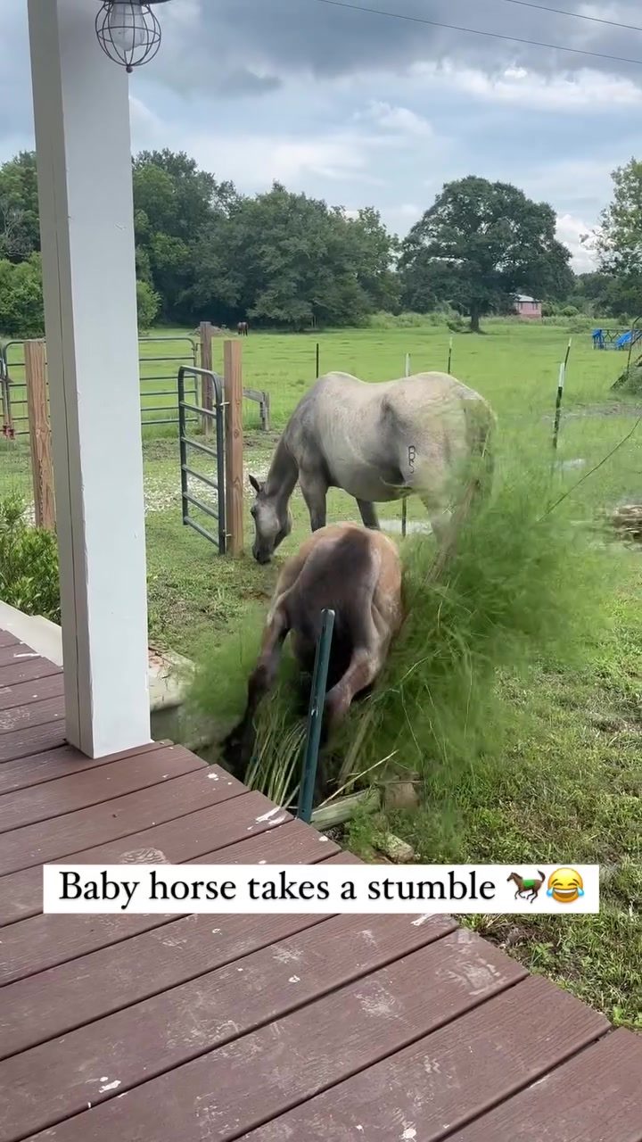 **Adorable Baby Horse Takes a Funny Tumble**