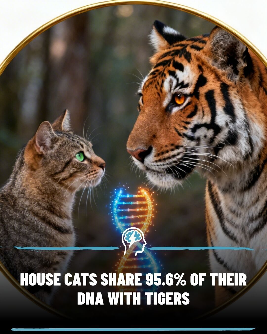 Cats and Tigers Share 95% DNA: Amazing Genetic Link