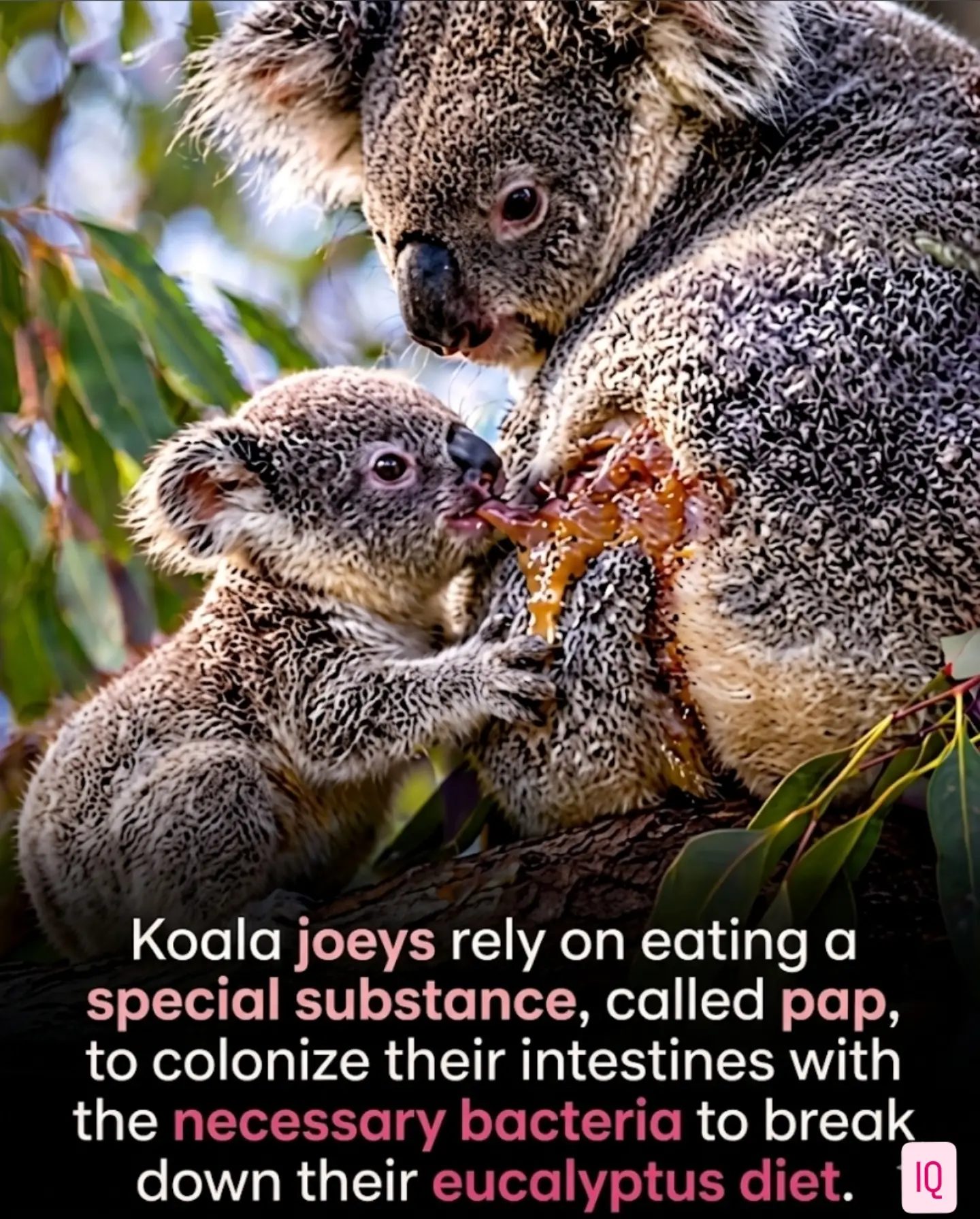 Koala Joey Survival: The Role of Pap in Digesting Eucalyptus