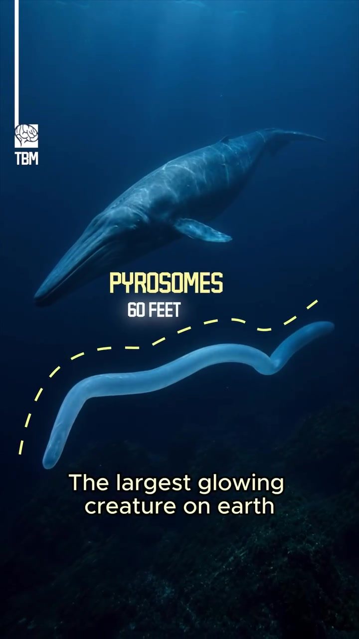 Unveiling the Giant, Glowing Colonies of the Ocean: Pyrosomes