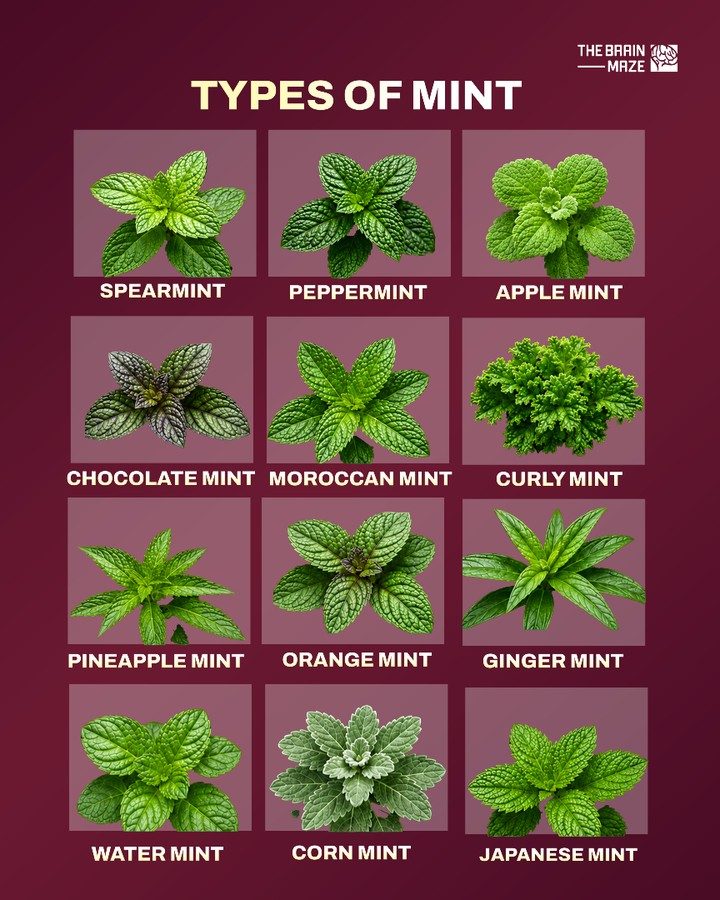Explore the World of Mint: Varieties and Their Uses