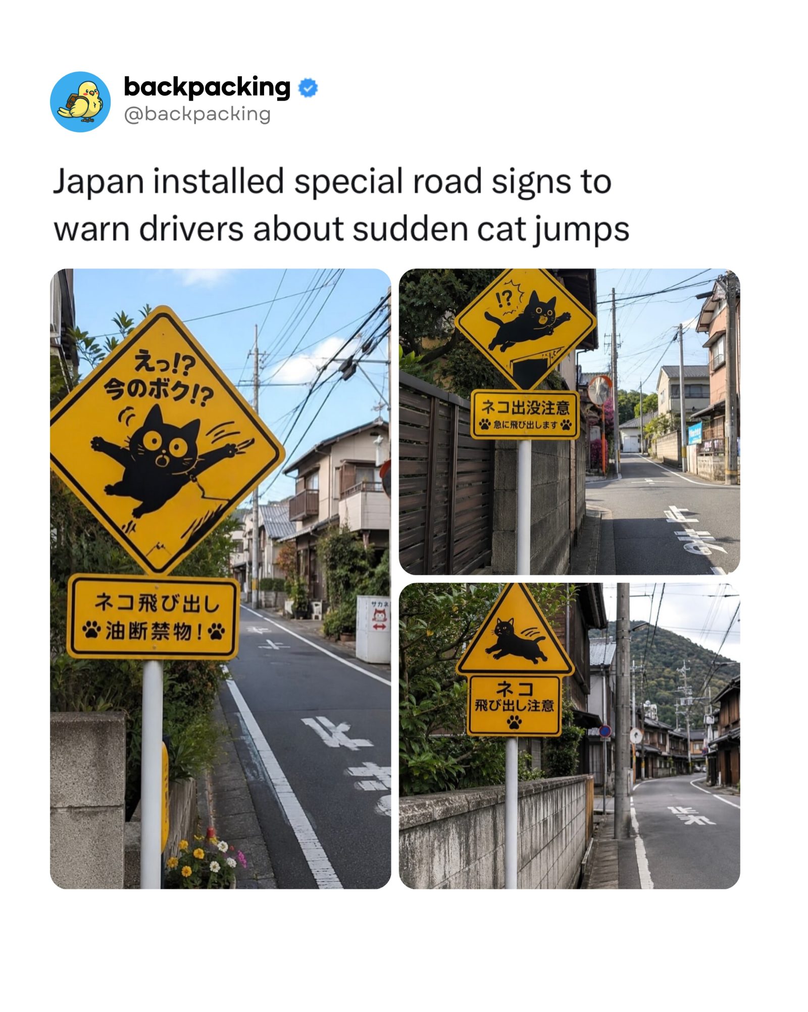 Japan's Unique Road Signs: Cute Cat Warnings