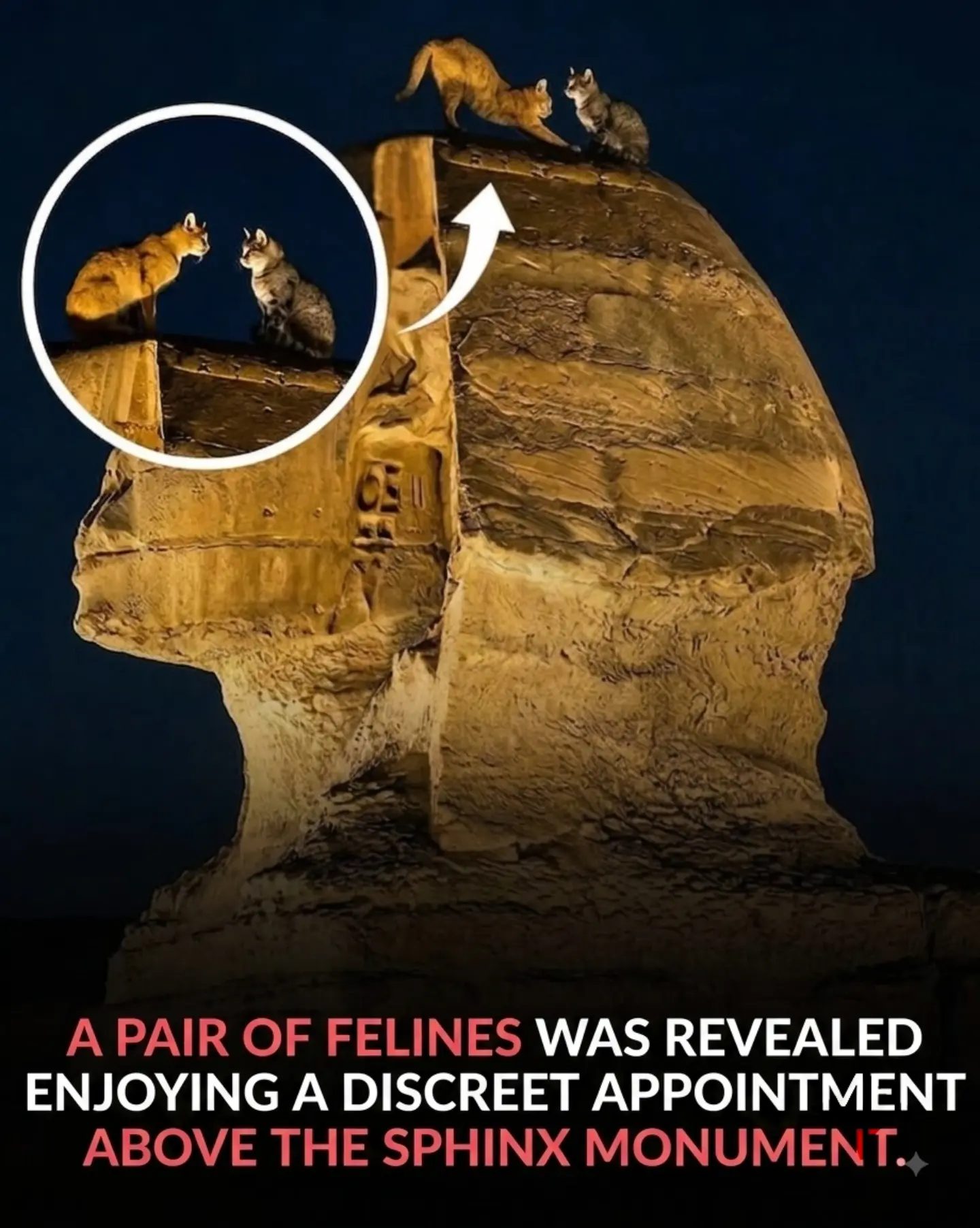 Two Cats' Surprising Encounter on the Great Sphinx
