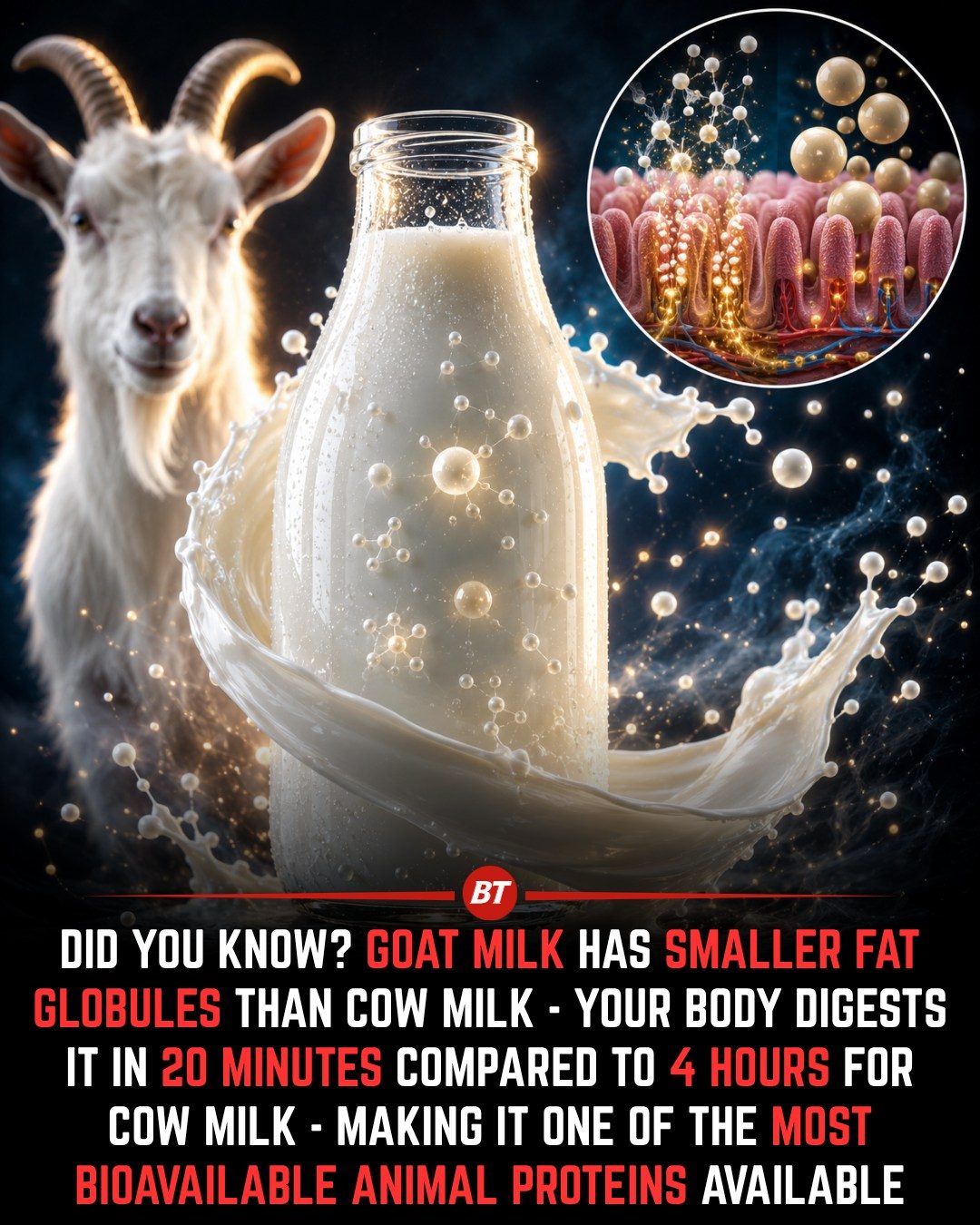 Goat Milk Digestibility & Benefits: Why It's Gentler on Your Gut
