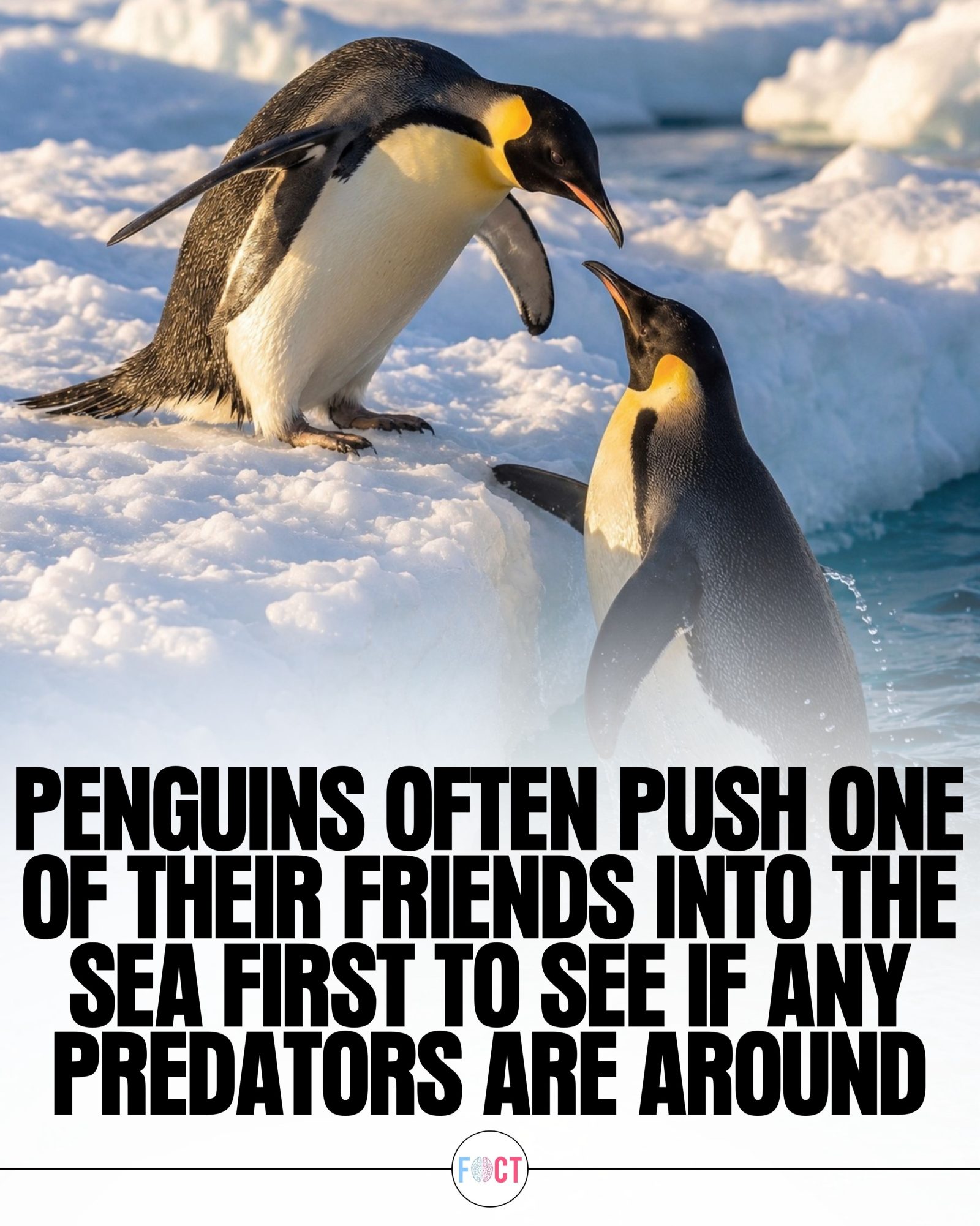 Penguin Water Testing: Debunking the Predator Myth