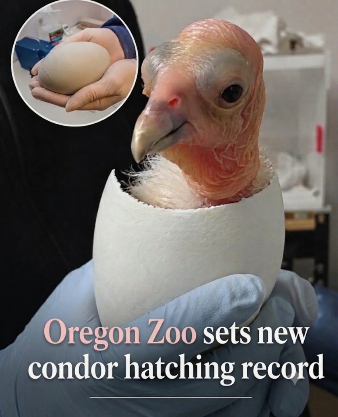 Oregon Zoo's Record-Breaking Condor Hatchings