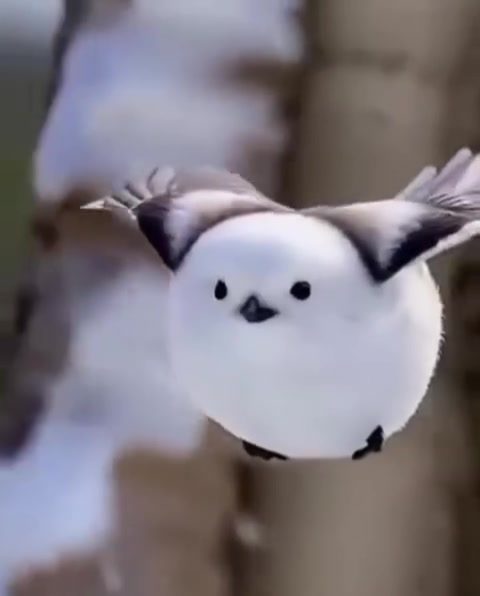The Japanese Snow Fairy: Nature's Fluffy Marvel