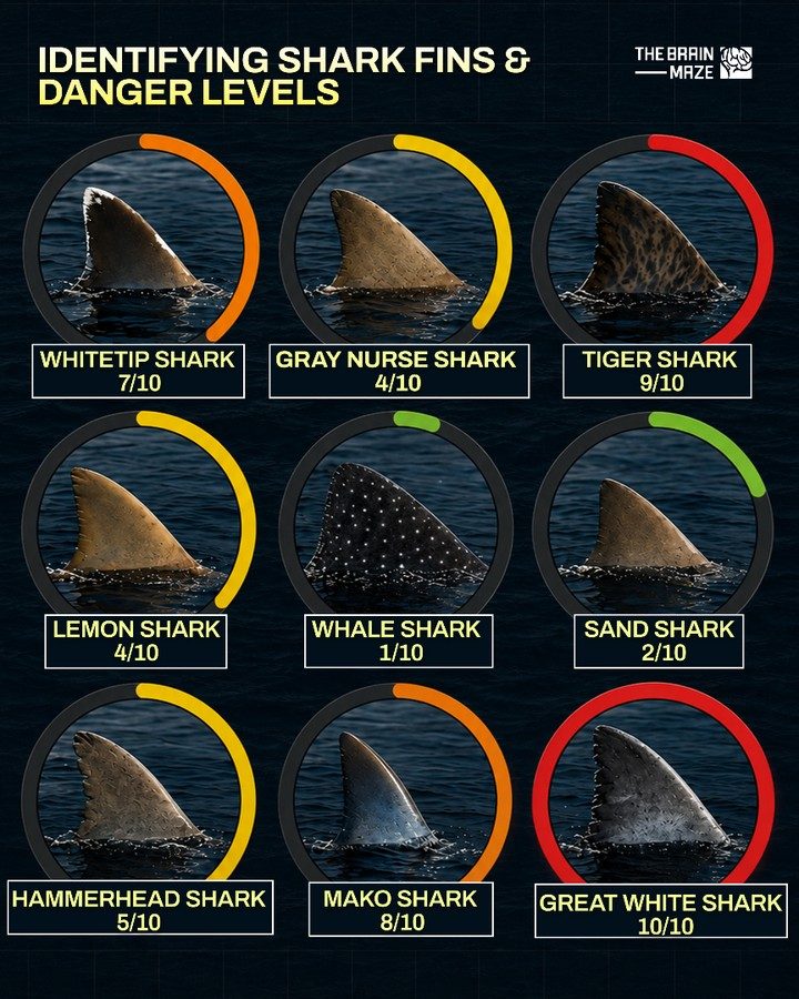 Learn to Identify Shark Species by Their Fins and Danger Levels