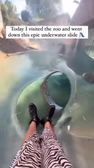 Thrilling Underwater Slide Ride at the Zoo