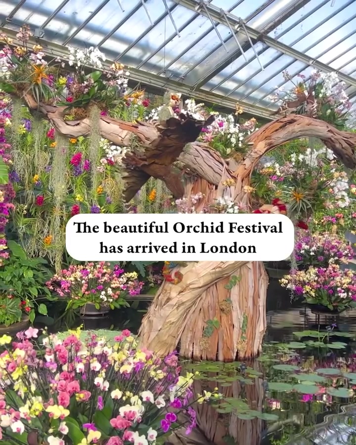 Kew Gardens Orchid Festival: London's Floral Display