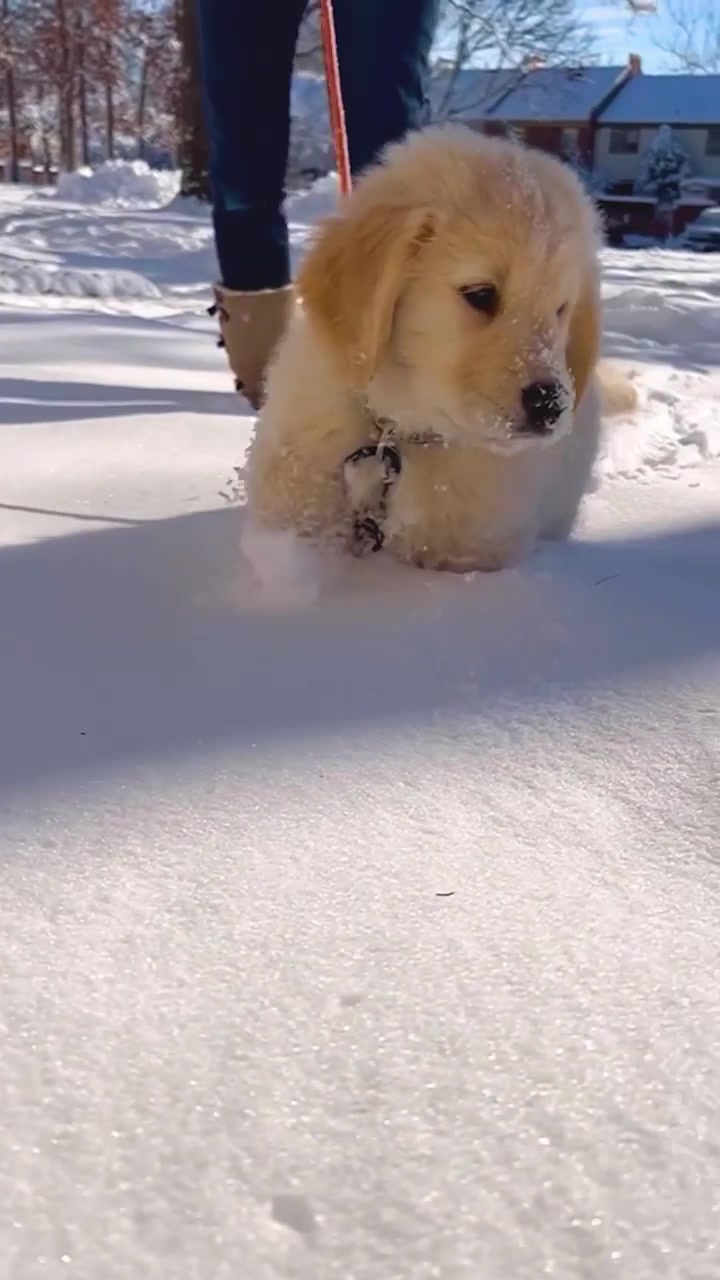 Wiley the Puppy's Snowy Adventure on the East Coast