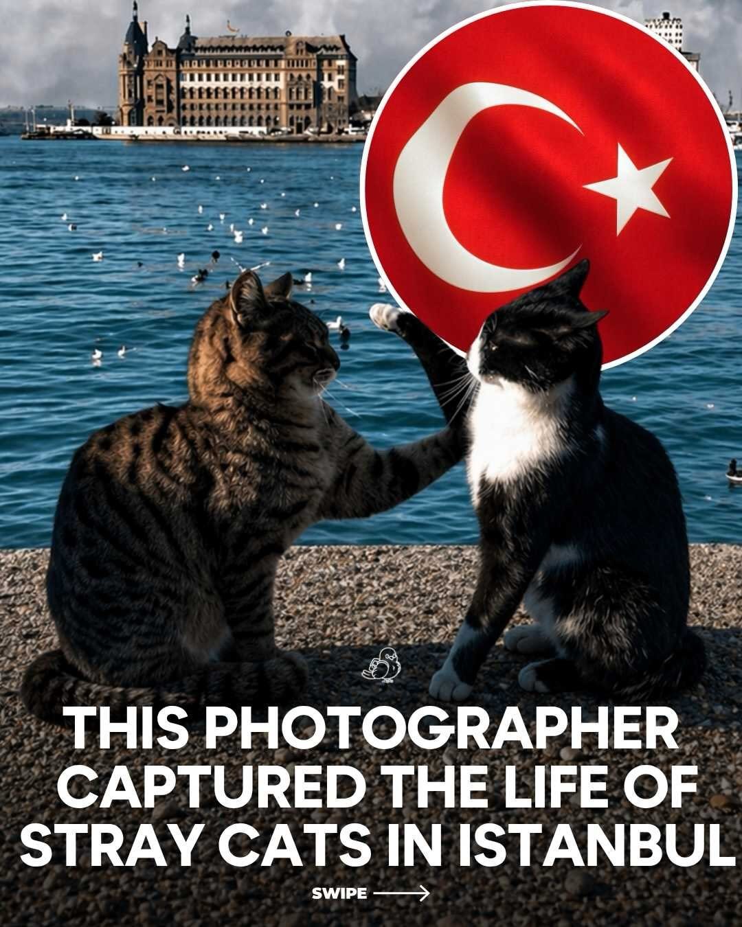 The Unique Bond: Istanbul's Communal Cats and Their Loving Residents
