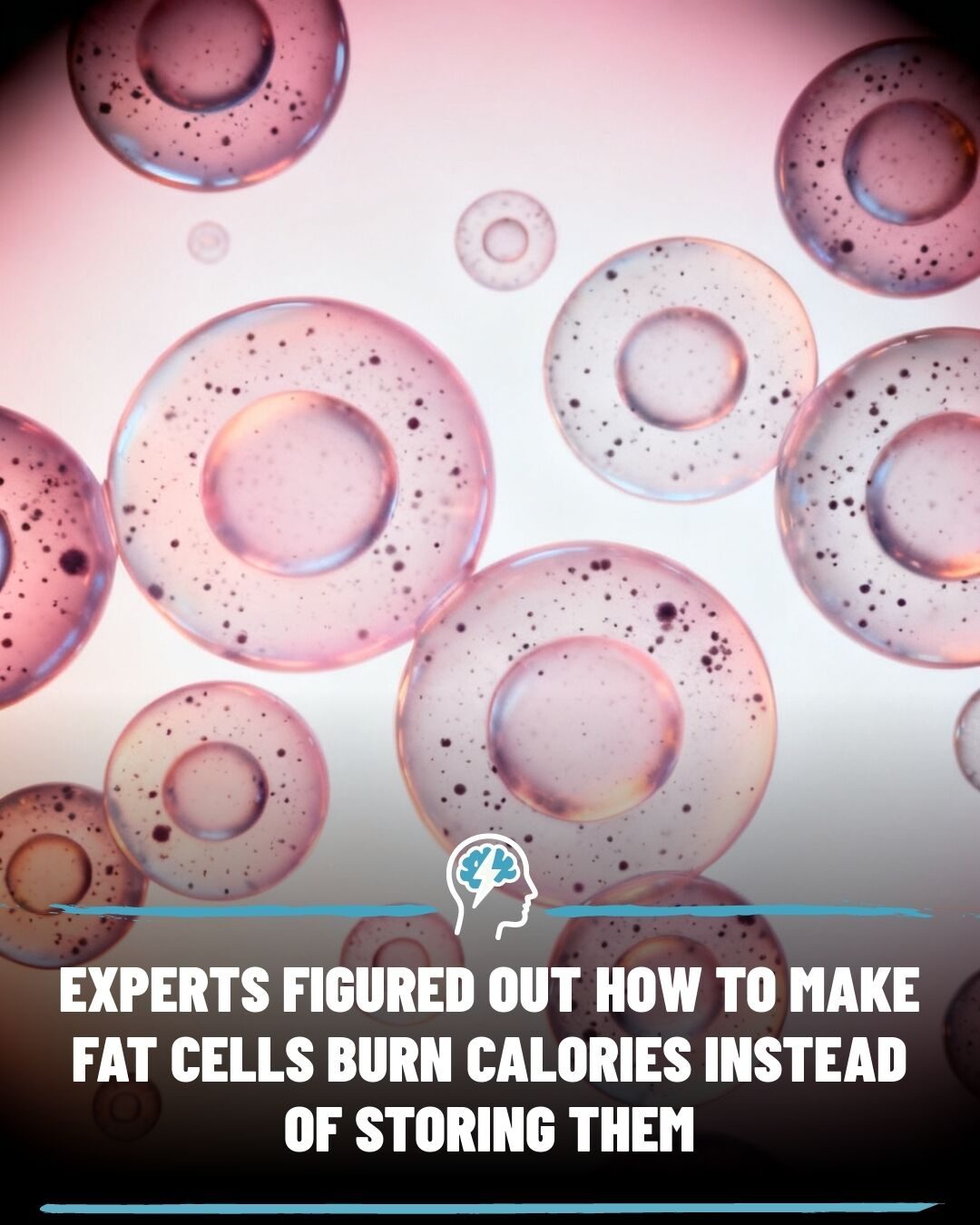 UCSF's Breakthrough: How Suppressing KLF-15 May Turn Fat-Burning Cells