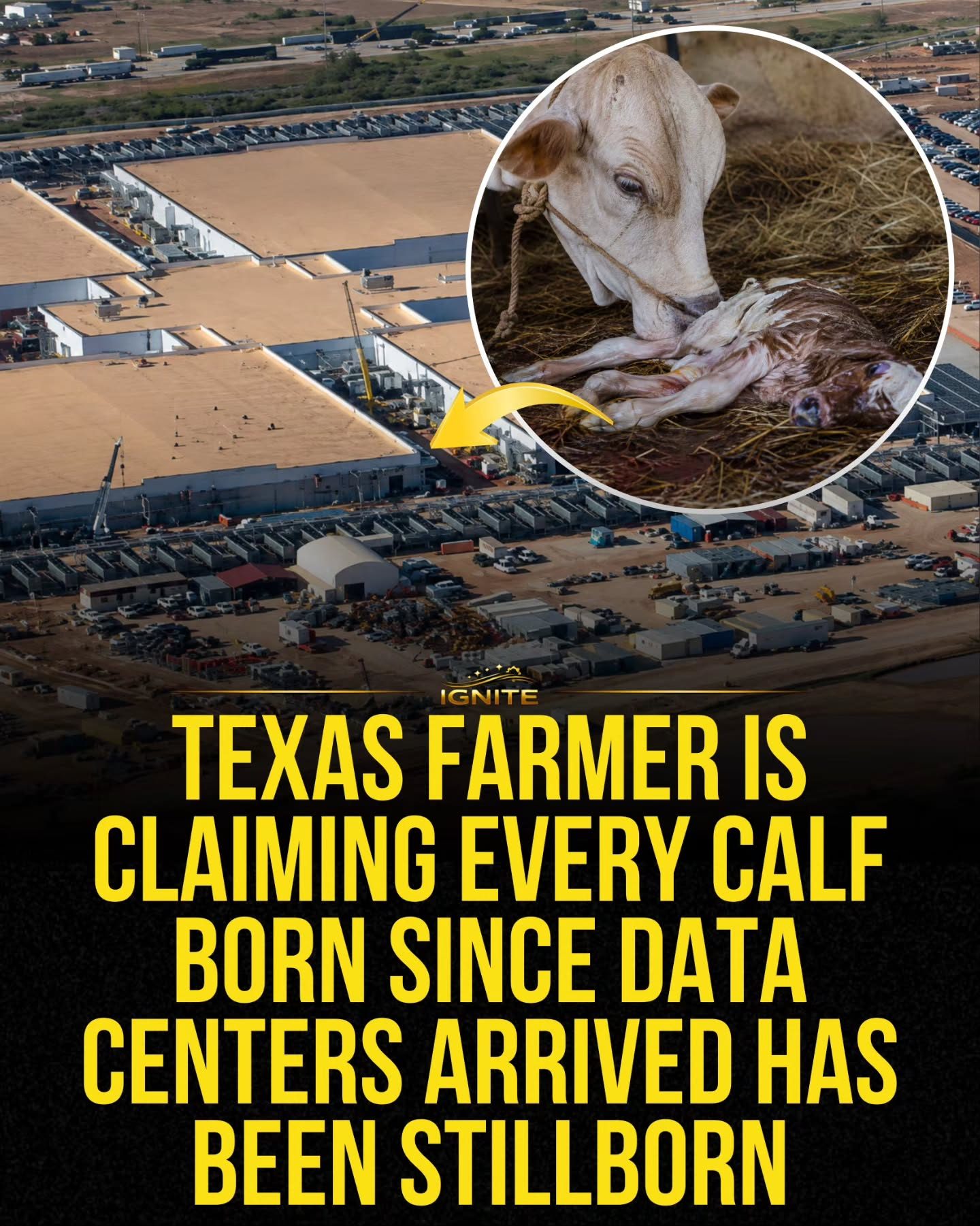 Texas Farmer Links Cattle Stillbirths to Nearby Data Centers