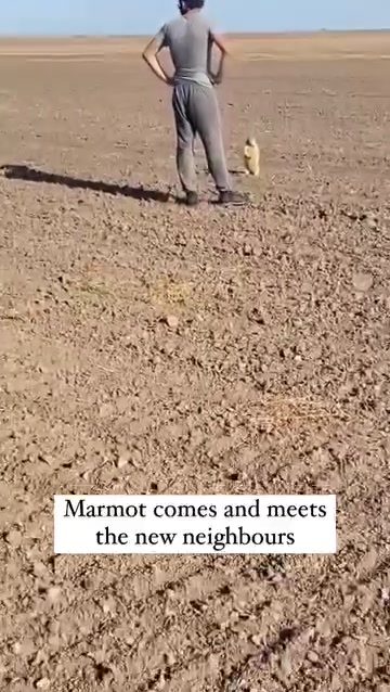 Man Encounters Curious Marmot in the Wild
