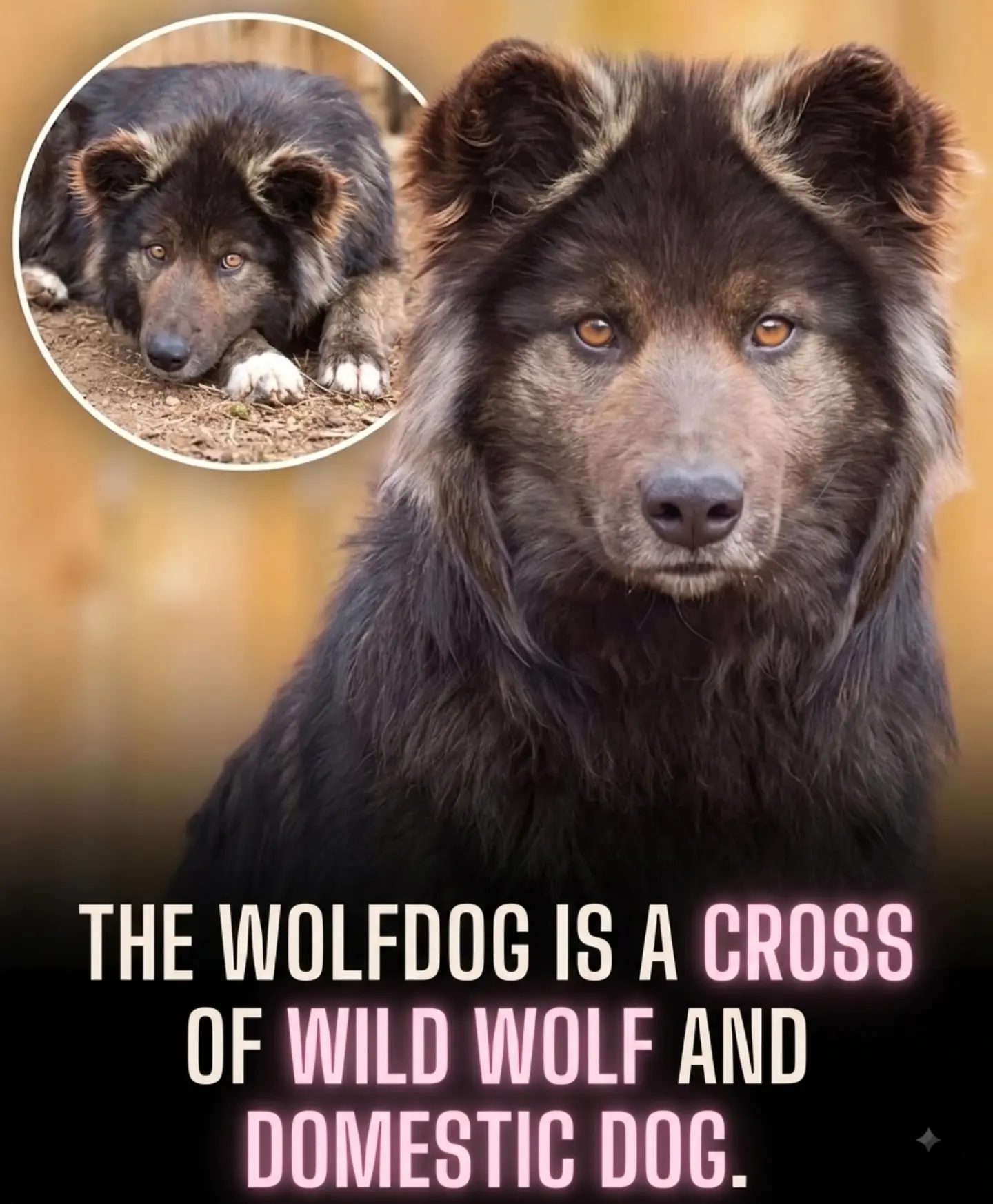 ### Dogs vs. Wolves: Understanding Wolfdog Hybrids