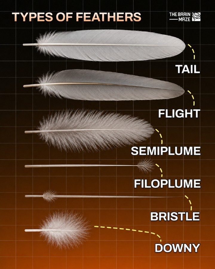 Exploring Bird Feathers: Types and Their Functions