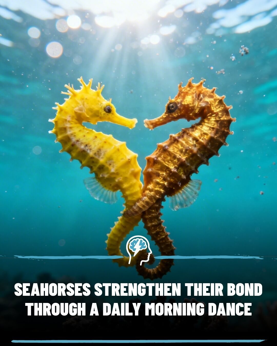 Seahorse Daily Morning Rituals: Bonding Secrets of the Ocean