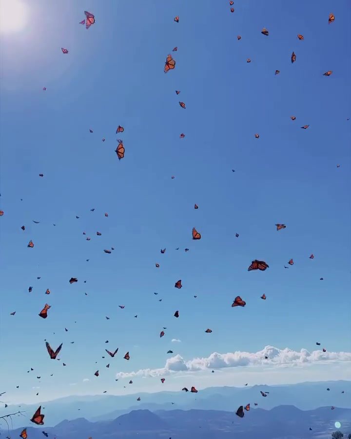 Witnessing the Magnificent Monarch Butterfly Migration