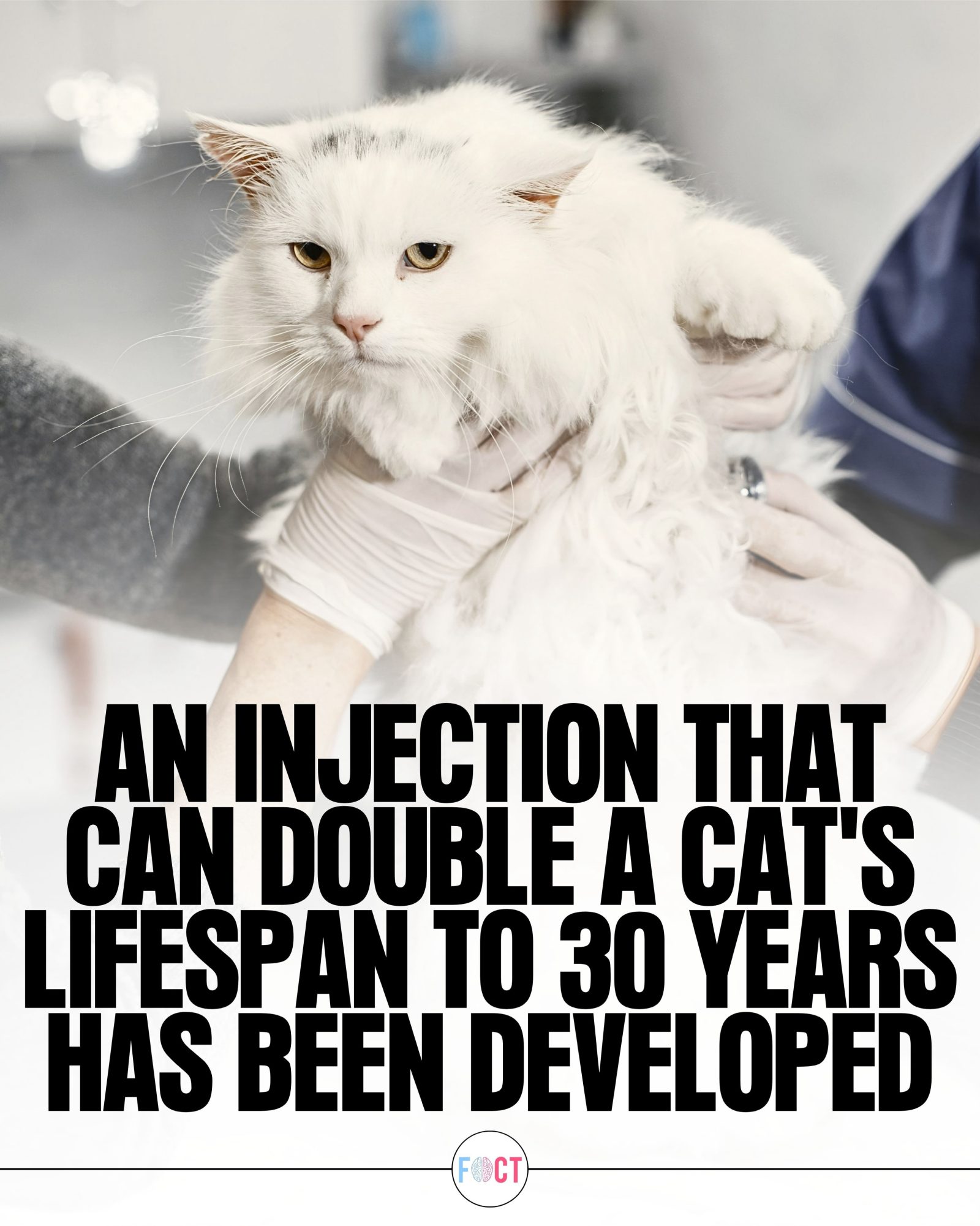 Groundbreaking Treatment May Extend Cat Lifespan to 30 Years