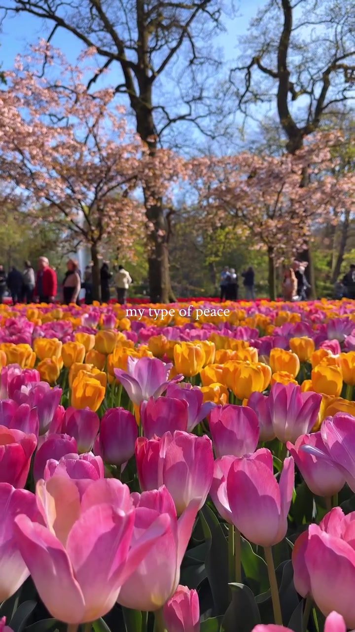 Exploring Tulip Fields in the Netherlands: A Spring Guide