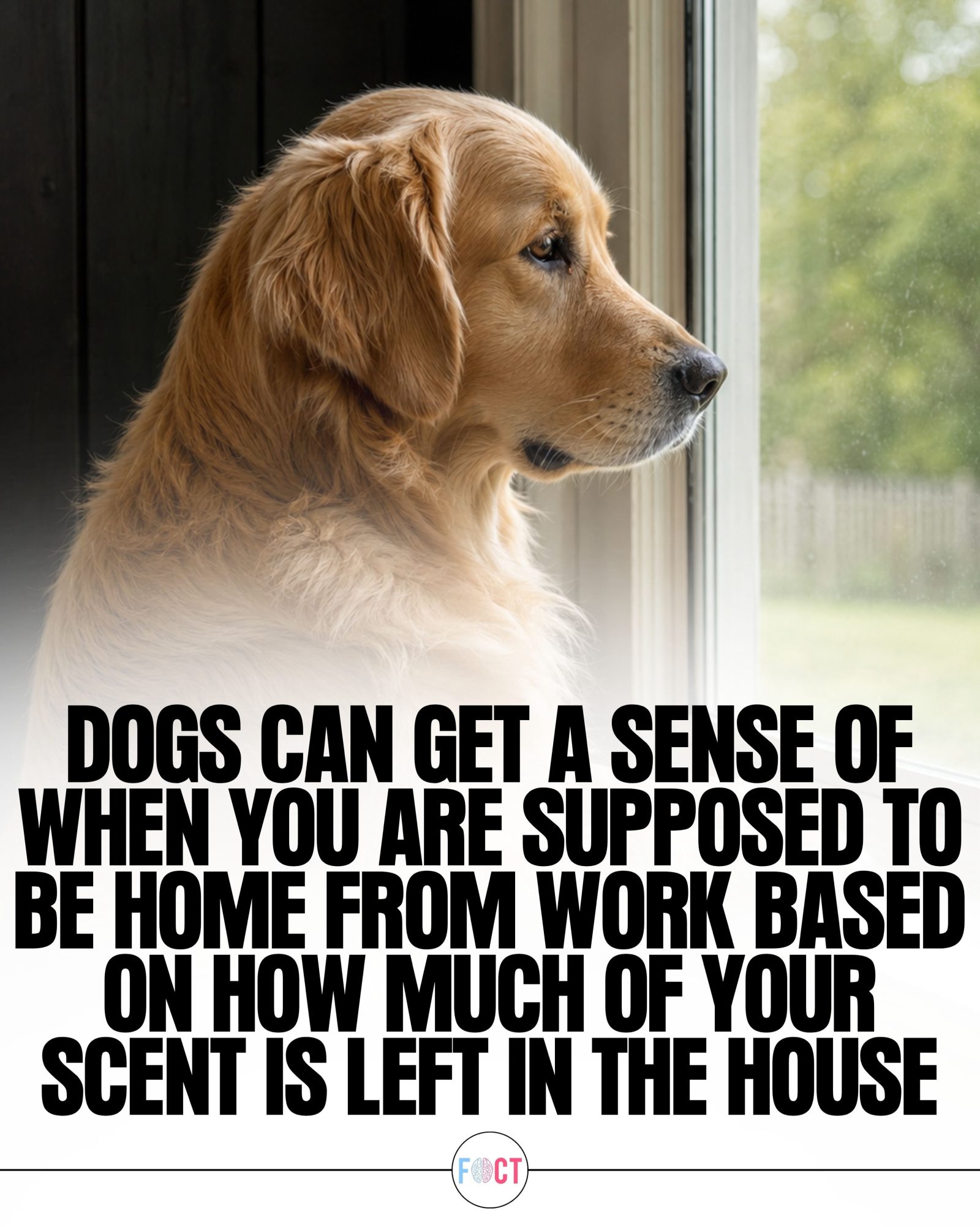 How Dogs Use Scent to Predict Their Owners' Return