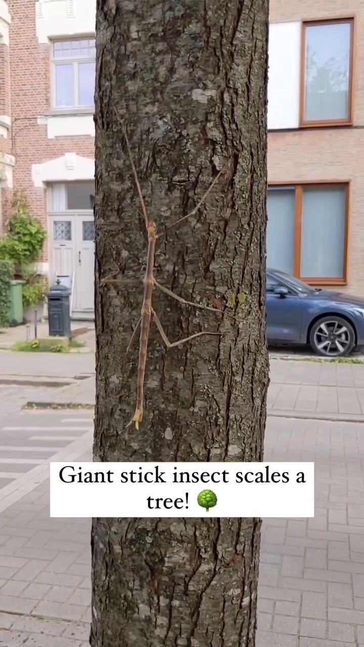 Giant Stick Insects' Amazing Camouflage Techniques