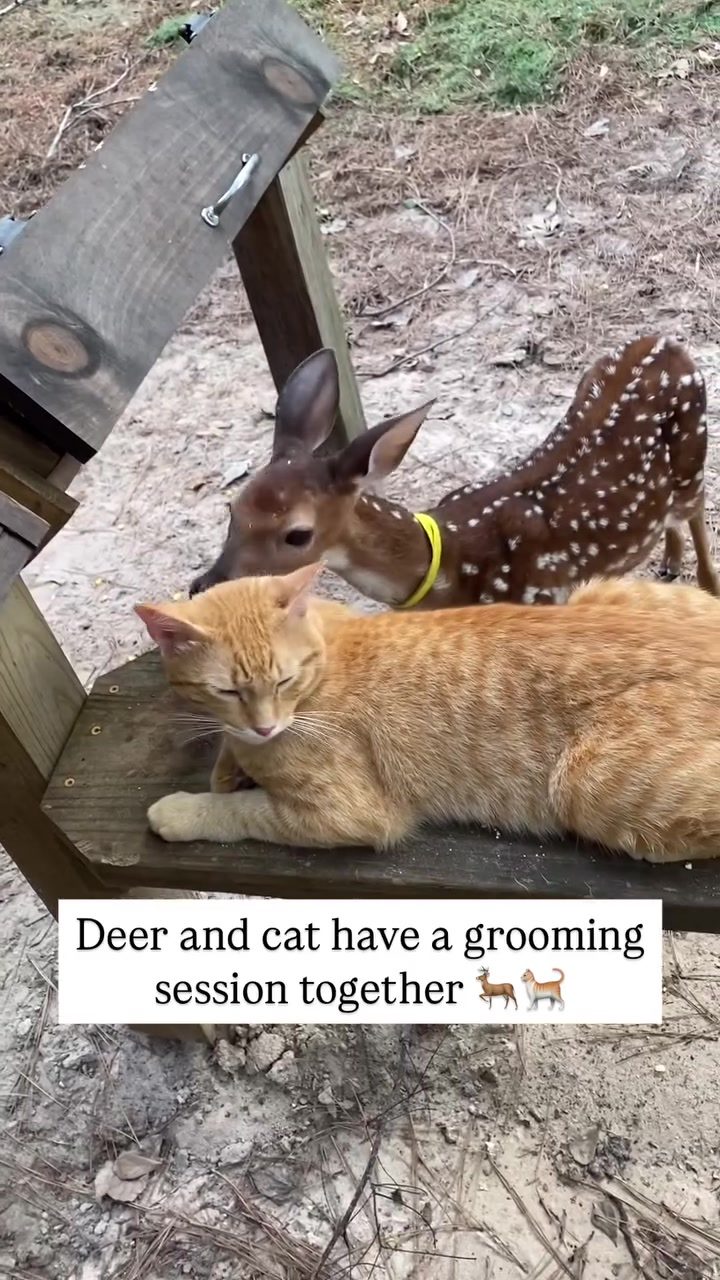 A Deers and Cats Unique Bond: Grooming Session