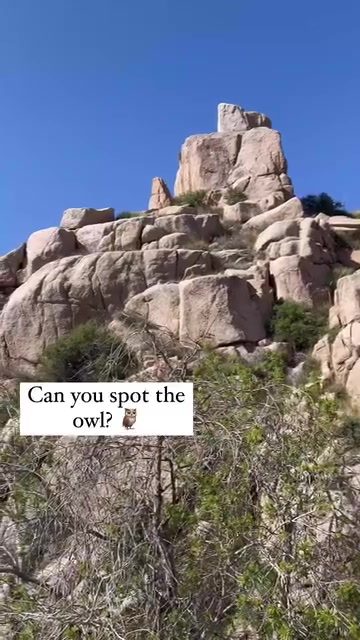 Find the Hidden Owl: A Camouflage Challenge