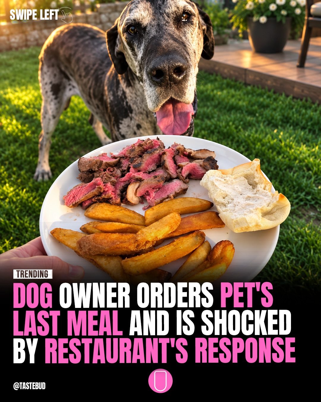 Dog's Surprise Meal: Steak and Fries for Pets