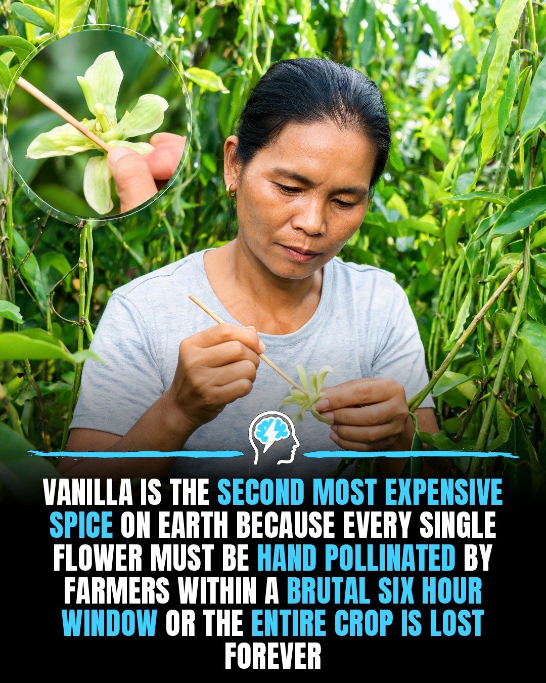 The Brutal Truth Behind Vanilla's High Price