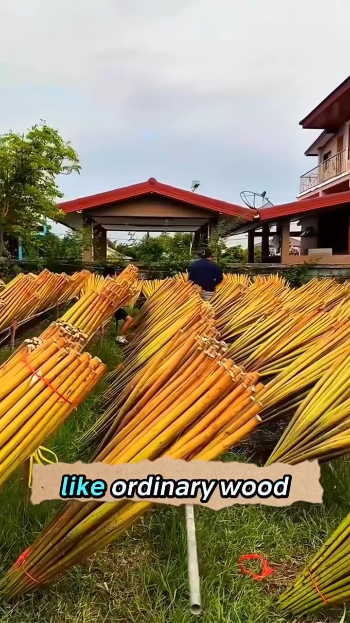 Thailand's Handmade Paper Flowers: Unveiling the Art of Sola Wood